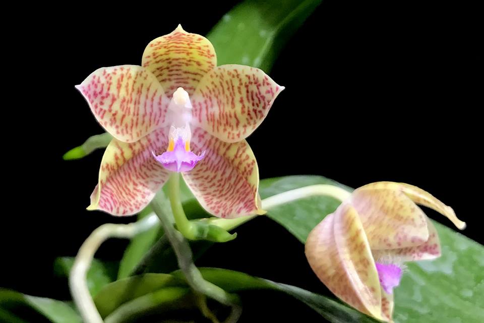 Phalaenopsis javanica x Phal. hieroglyphica var. alba