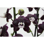Load image into Gallery viewer, Phalaenopsis Kaoda Twinkle
