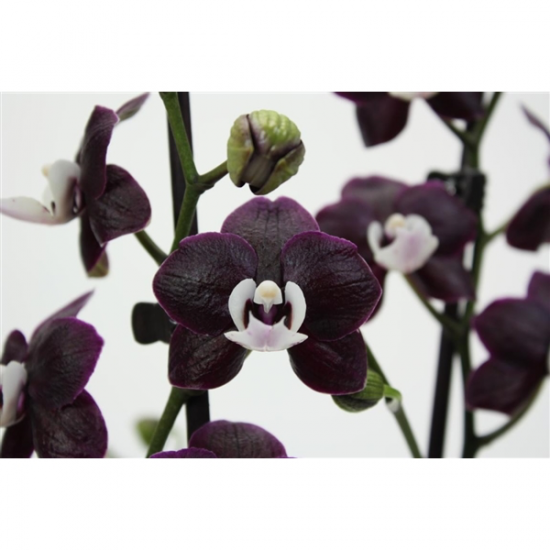 Phalaenopsis Kaoda Twinkle