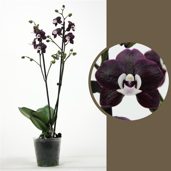 Phalaenopsis Kaoda Twinkle