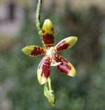 Carica l&#39;immagine nel visualizzatore Galleria, Phalaenopsis kunstleri x macassar
