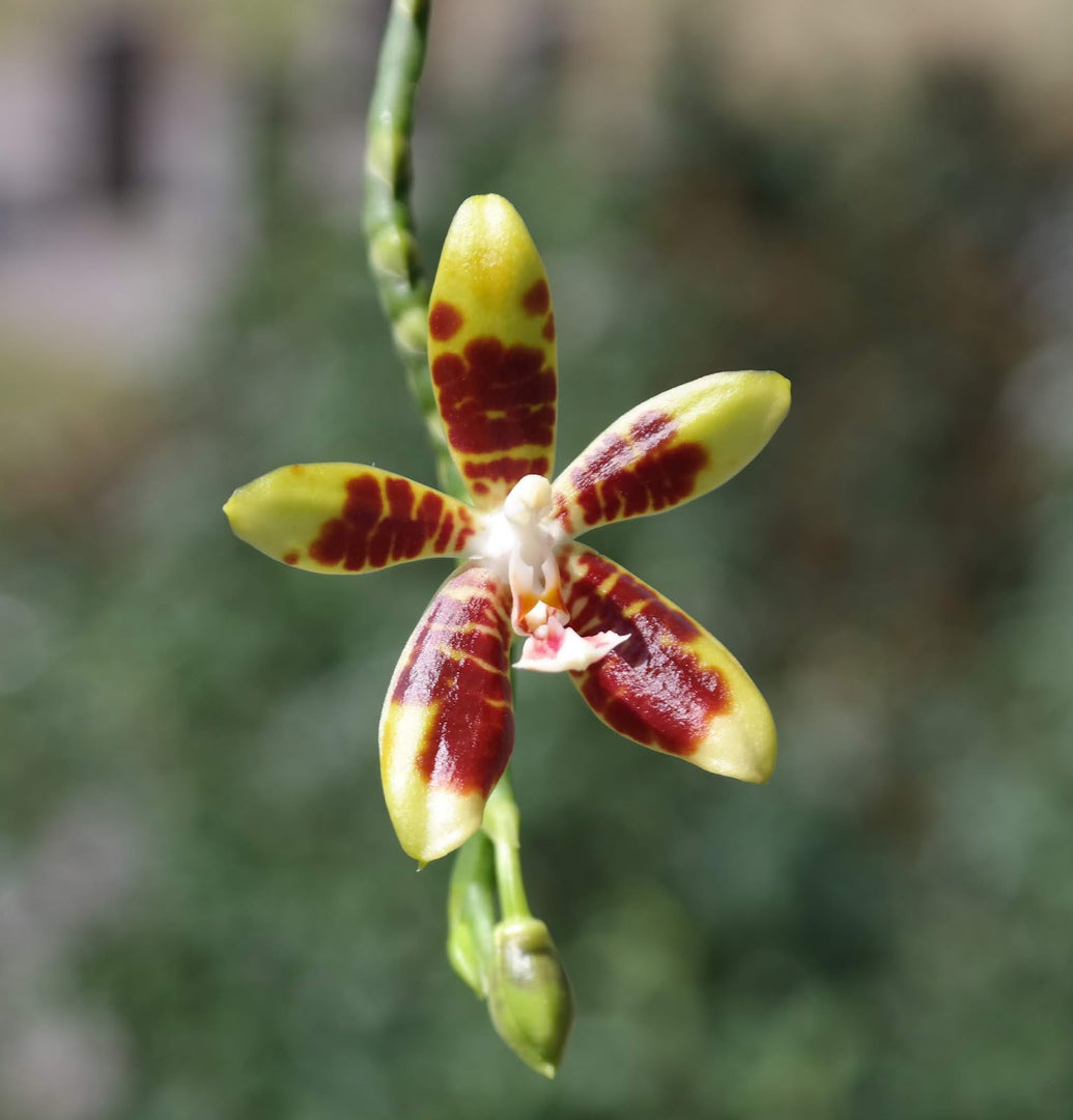 Phalaenopsis kunstleri x macassar