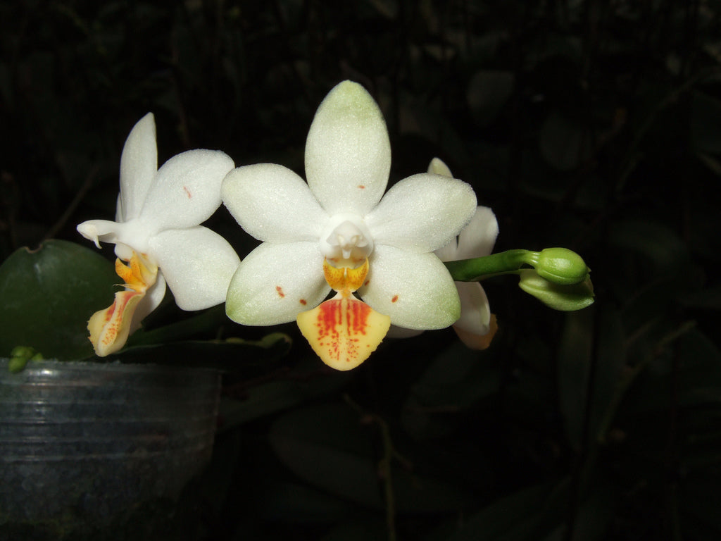 Phalaenopsis lobbii x tetraspis