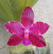 Phalaenopsis lueddemanniana Mindanao Type