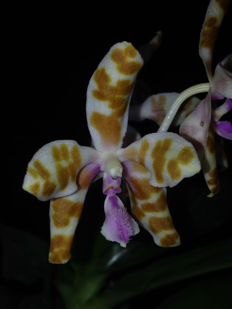 Phalaenopsis mariae yellow