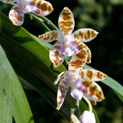 Phalaenopsis mariae yellow