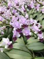 Load image into Gallery viewer, Phalaenopsis Memoria Val Rettig (Phal. Anna-Larati Soekardi × Phal. pulcherrima)
