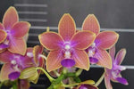 Carica l'immagine nel visualizzatore Galleria, OFFERTA PHALAENOPSIS profumi di primavera