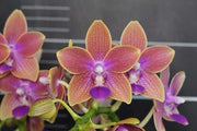 Phalaenopsis Miki Golden Sand