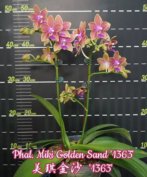 Phalaenopsis Miki Golden Sand