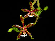 Phalaenopsis panterina