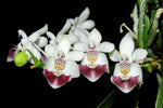 Carica l&#39;immagine nel visualizzatore Galleria, Phalaenopsis parishii
