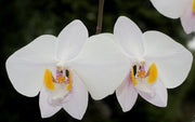 Phalaenopsis philippinensis