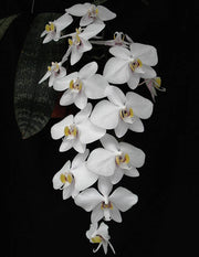 Phalaenopsis philippinensis