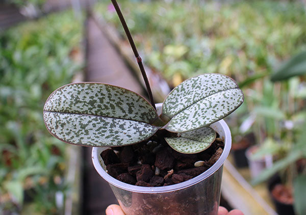 Phalaenopsis pulcherrima var. marmorata