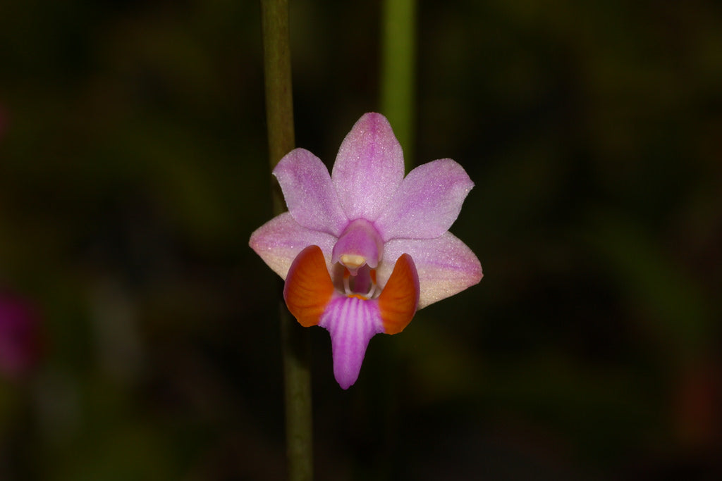 Phalaenopsis pulcherrima var. marmorata