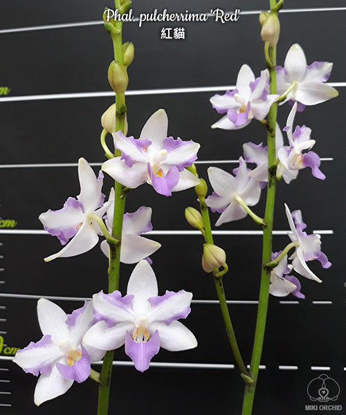 Phalaenopsis pulcherrima 'Red'