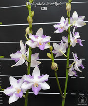 Phalaenopsis pulcherrima 'Red'