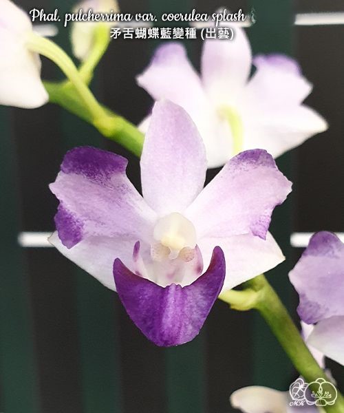 Phalaenopsis pulcherrima var. coerulea splash