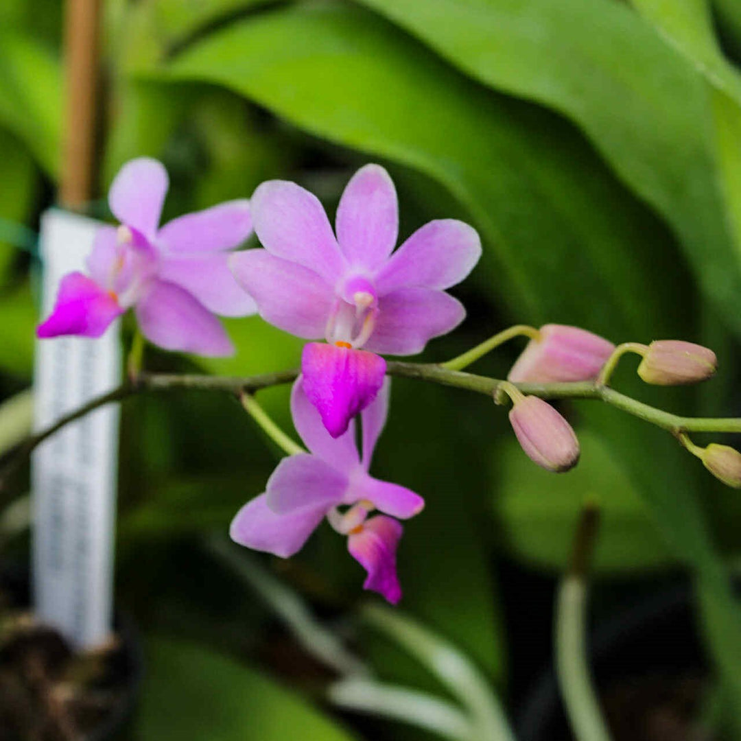 Phalaenopsis pulcherrima var. coerulea x Phalaenopsis lindenii