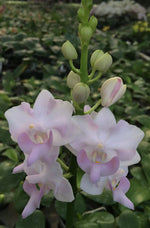 Load image into Gallery viewer, Phalaenopsis Purple Gem (Phal. pulcherrima 'blue' × Phal. equestris var. alba) "Pink"