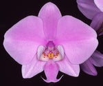 Carica l&#39;immagine nel visualizzatore Galleria, Phalaenopsis schilleriana
