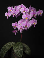 Carica l'immagine nel visualizzatore Galleria, Phalaenopsis schilleriana (wild Mindoro x Ten Shin No. 1 (4n))