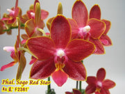 Phalaenopsis Sogo Red Star