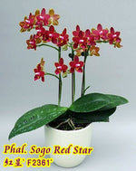 Load image into Gallery viewer, Phalaenopsis Sogo Red Star
