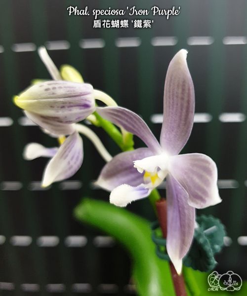 Phalaenopsis speciosa 'Iron Purple'
