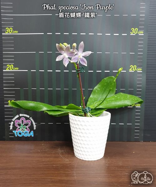 Phalaenopsis speciosa 'Iron Purple'