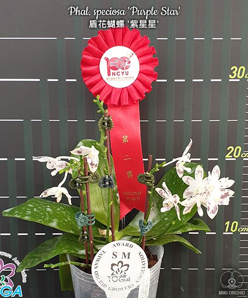 Phalaenopsis speciosa 'Purple Star' SM/TOGA