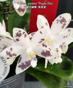 Carica l'immagine nel visualizzatore Galleria, Phalaenopsis speciosa 'Purple Star' SM/TOGA