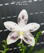 Carica l'immagine nel visualizzatore Galleria, Phalaenopsis speciosa 'Purple Star' SM/TOGA