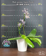 Carica l'immagine nel visualizzatore Galleria, Phalaenopsis speciosa 'Super Purple'