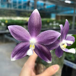 Carica l'immagine nel visualizzatore Galleria, Phalaenopsis speciosa 'Super Purple'