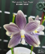 Carica l'immagine nel visualizzatore Galleria, Phalaenopsis speciosa 'Super Purple'