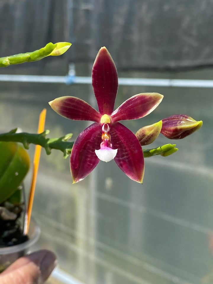 Phalaenopsis speciosa x cornu-cervi f. chattaladae