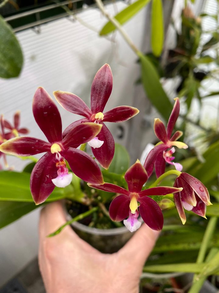 Phalaenopsis speciosa x cornu-cervi f. chattaladae