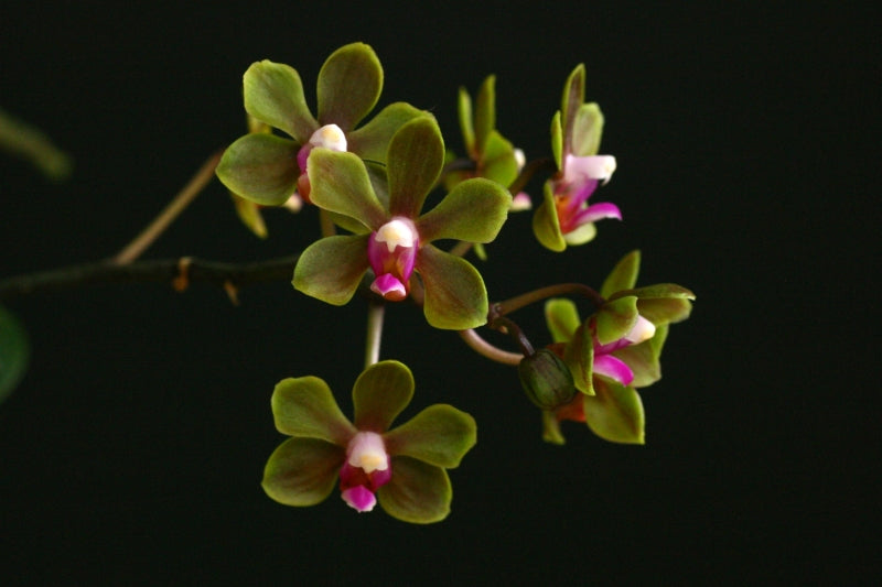 Phalaenopsis stobartiana