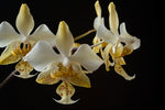 Load image into Gallery viewer, Phalaenopsis stuartiana var. nobilis
