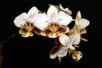 Load image into Gallery viewer, Phalaenopsis stuartiana punctatissima 'Sogo'