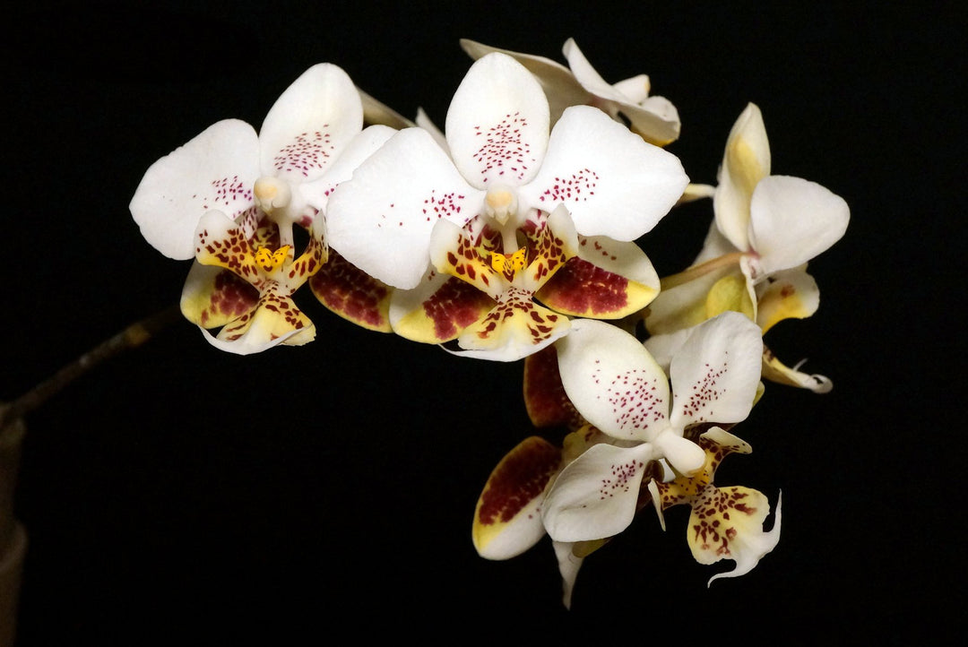 Phalaenopsis stuartiana punctatissima 'Sogo'
