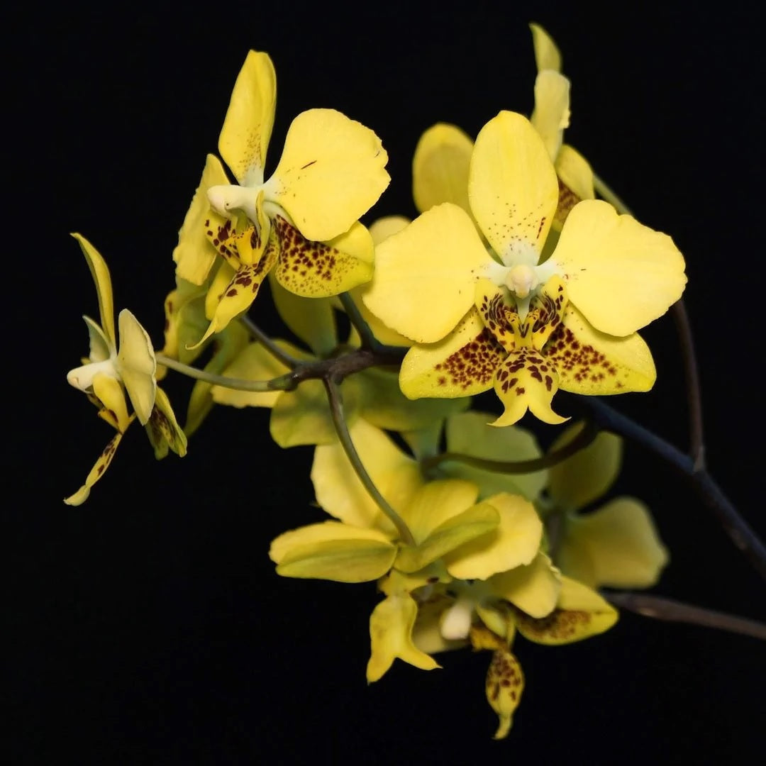 Phalaenopsis stuartiana var. nobilis ('Xiuya' x 'Rey Pimentel-Vangie Go')