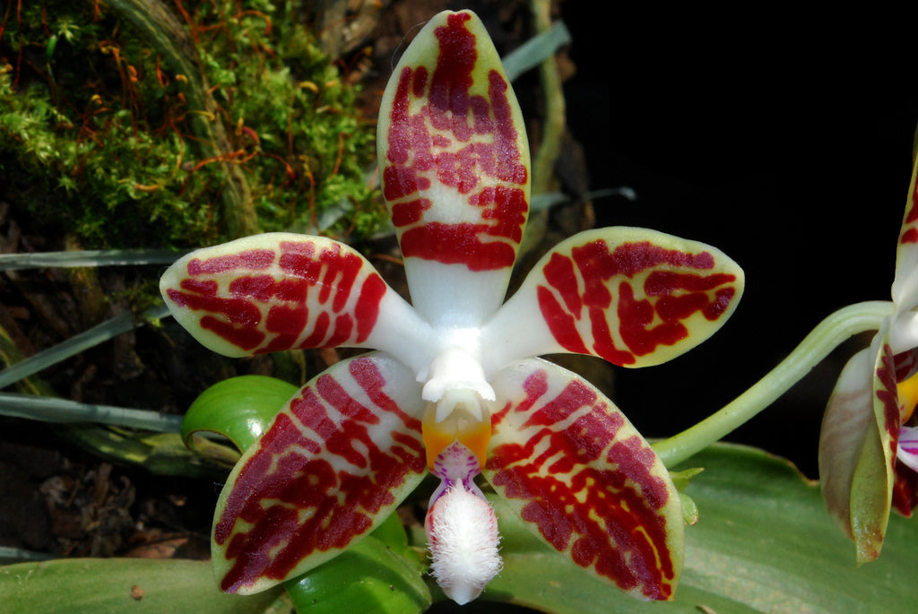 Phalaenopsis sumatrana