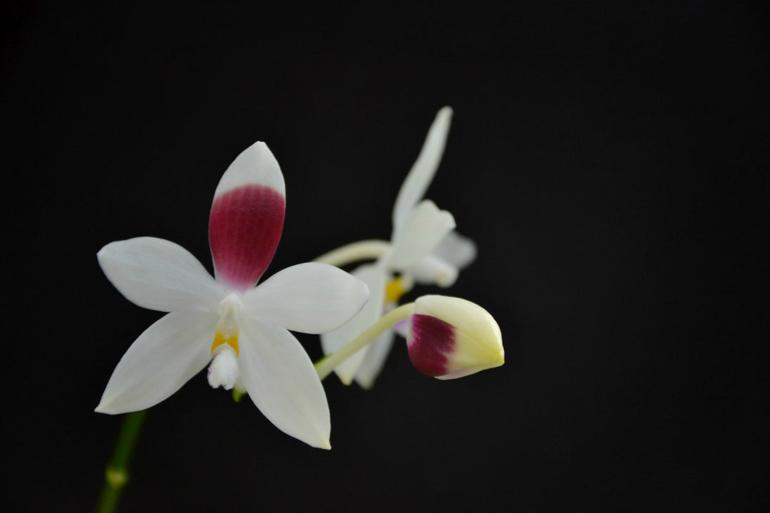 Phalaenopsis tetraspis "C1"