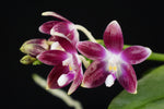 Load image into Gallery viewer, Phalaenopsis tetraspis C1 x imperatrix f. purple
