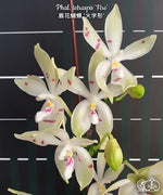 Carica l'immagine nel visualizzatore Galleria, Phalaenopsis tetraspis 'Fire'