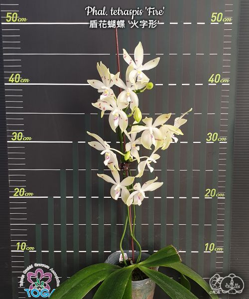 Phalaenopsis tetraspis 'Fire'