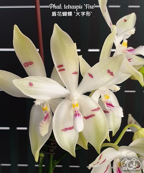 Phalaenopsis tetraspis 'Fire'